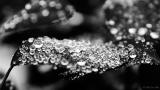 Stardust