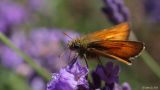 Moth and Lavender