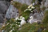 Fulmar Pair