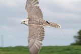 Gyrfalcon display