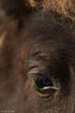 Into the Eye