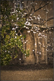 Magnolia Bush