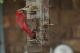 Summer Tanager Doesnt Share Well