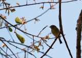 ID Needed ... Flycatcher?