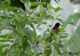 Orchard Oriole