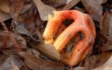 Stinkhorn Fungus