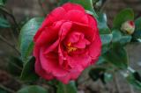 Camellia in the Rain