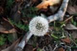 Make a Wish