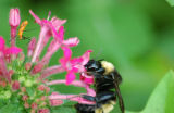 Bee and Assassin Bug