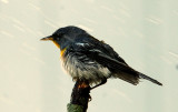 Northern Parula