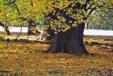 Yellow foliage of Ginko Tree