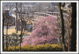 Plum Trees in Kairaku-en