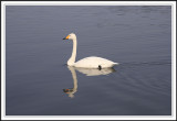 Swan in Lake Senba