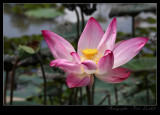 Lotus Phayao lake