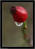 20051127 - Red drop -