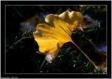 20051128  - Yellow leaf -