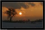 20051206 - Tree and sun -
