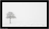 20060205 - Tree in snow -