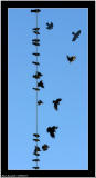 20060217 - Birds on line -