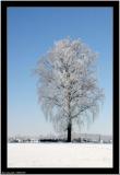 20060308 - Frosty tree -
