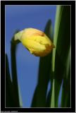 20060420 - Easter daffodil -