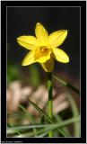 20060423 - Daffodil -