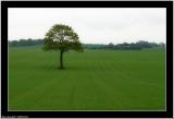 20060525 - The tree is green -