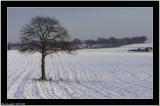December - One tree - One year