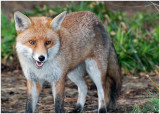 Fox5.jpg