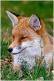fox12.jpg