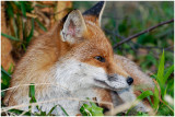 fox16.jpg