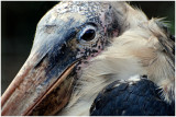 marabouStork1.jpg