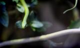 snake2