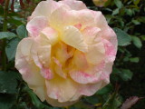 White & pink rose