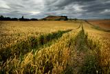 Totara Harvest