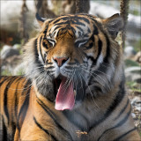 Sumatran Tiger