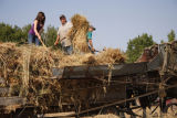 The Oat Bundles go in....