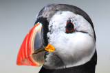 075  PUFFIN BILL SHEDDING  02