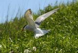 003  COMMON TERN