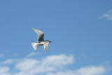 004  COMMON TERN