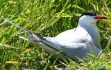  009  COMMON TERN