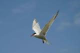  013  COMMON TERN