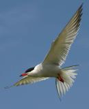 014  COMMON TERN