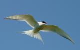  019  ARCTIC TERN