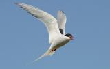 020   ARCTIC TERN XX