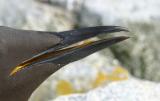 008  THIN BILLED MURRE