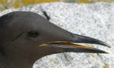 009  THIN BILLED MURRE