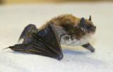 LITTLE BROWN BAT  XI