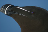 003  RAZORBILL