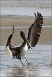 Brown Pelican